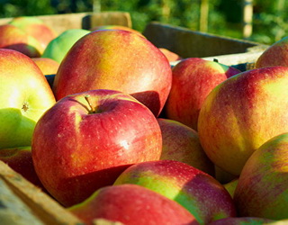 Європейські традиції виробників органічних яблук: родинна справа, простежуваність, позитивні емоції